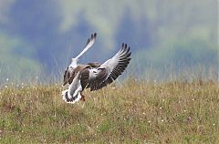 Graylag Goose